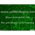 CD1 Mouse Primary Bladder Microvascular Endothelial Cells